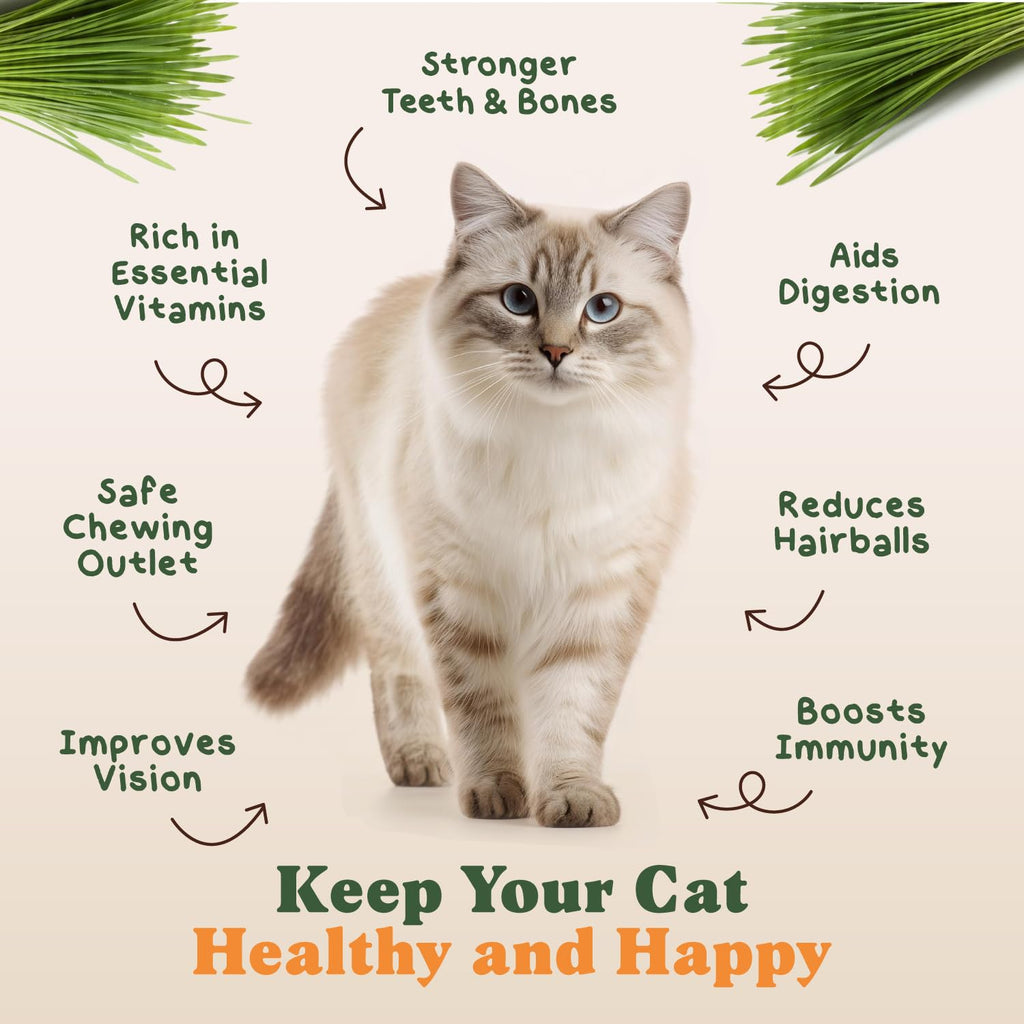 Organic Non-GMO Cat Grass Seeds 16 oz Q551685