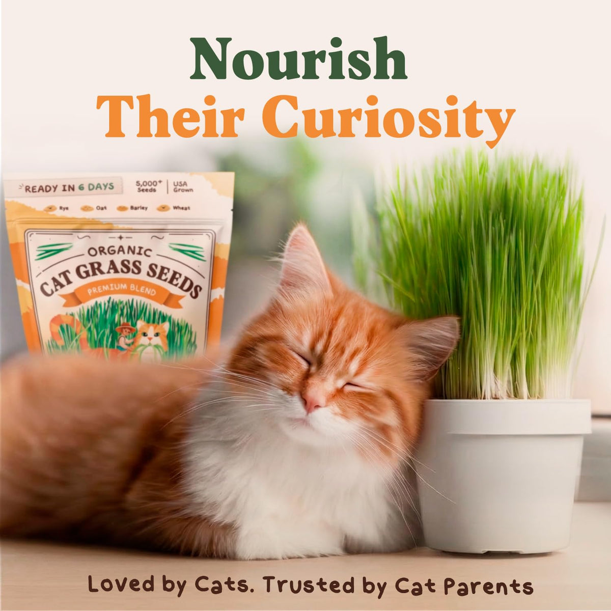 Organic Non-GMO Cat Grass Seeds 16 oz Q551685