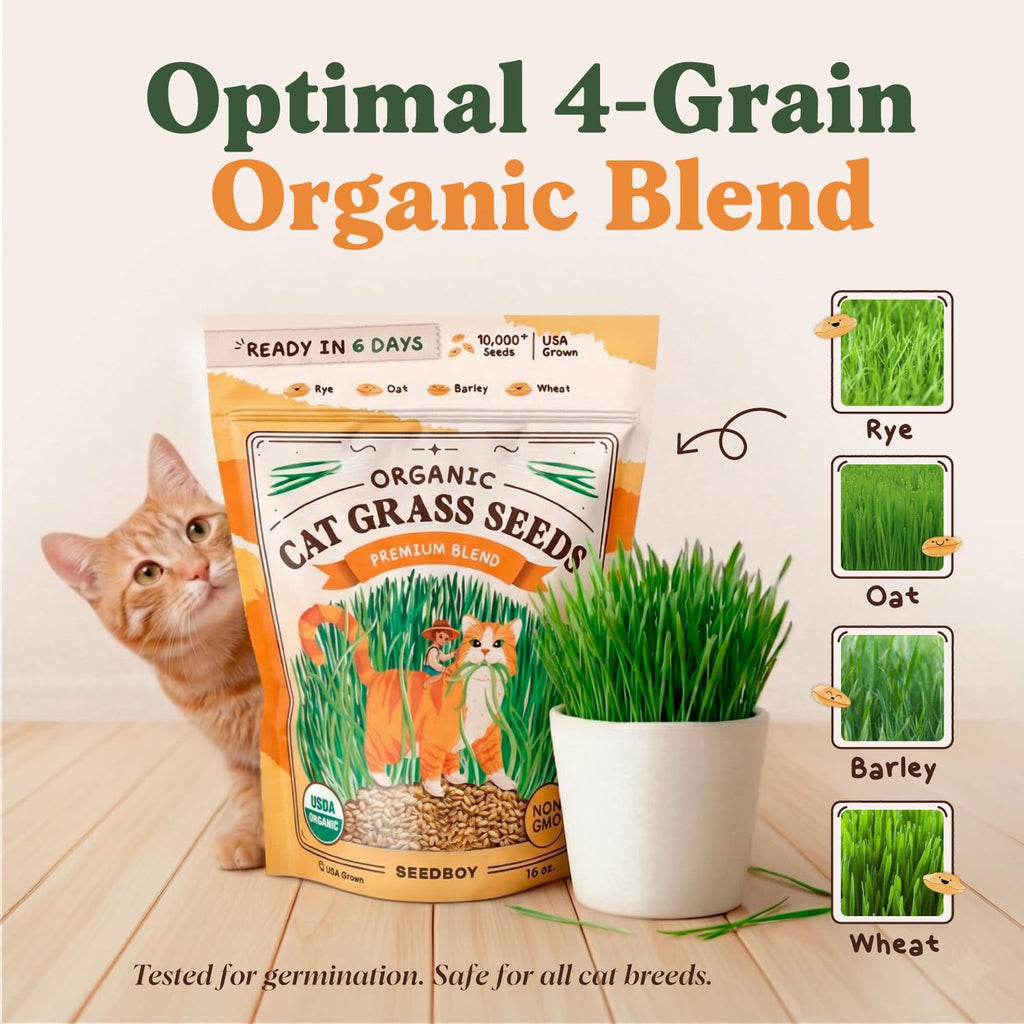 Organic Non-GMO Cat Grass Seeds 16 oz Q551685