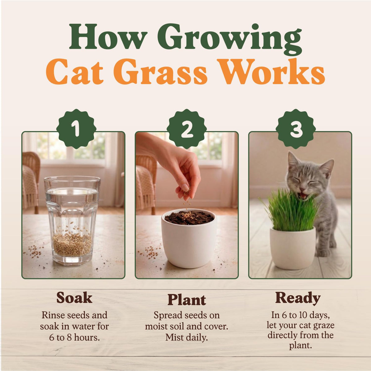 Organic Non-GMO Cat Grass Seeds 16 oz Q551685
