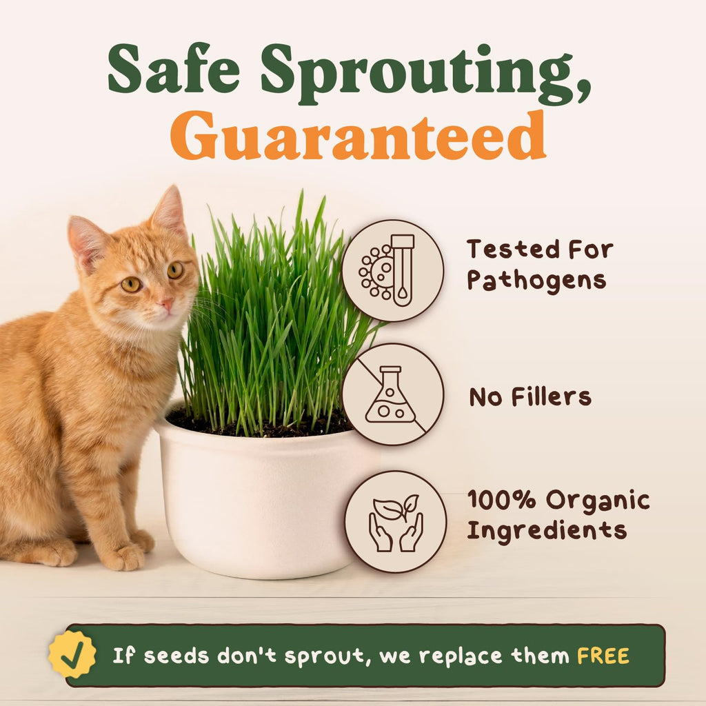 Organic Non-GMO Cat Grass Seeds 16 oz Q551685